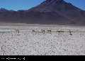 Boliwia (region Sud Lipez i Salar de Uyuni)