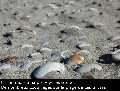 Patagonie: les baleines