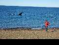 Patagonie: les baleines