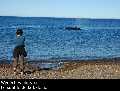 Patagonie: les baleines