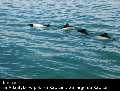 Patagonie: les baleines