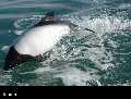 Patagonie: les baleines
