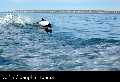 Patagonie: les baleines